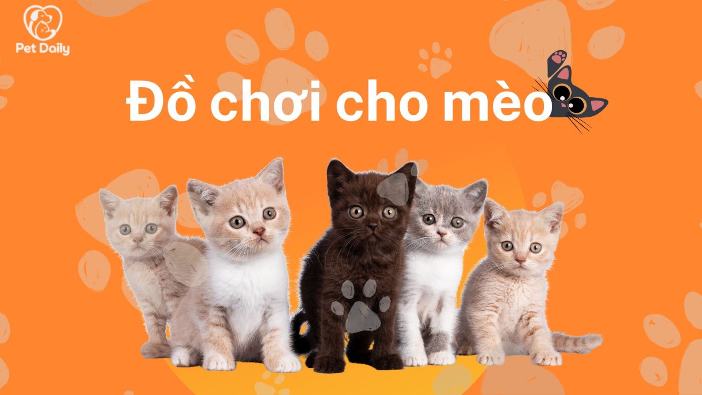 Đồ chơi cho mèo